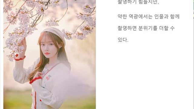 역광 할레이션이 들어간 벚꽃 인물사진